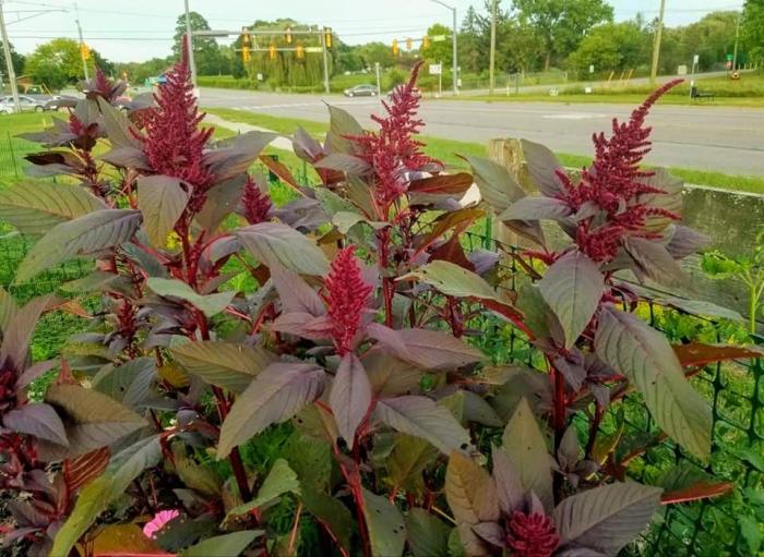 How to cook amaranth leaves salad chinese style