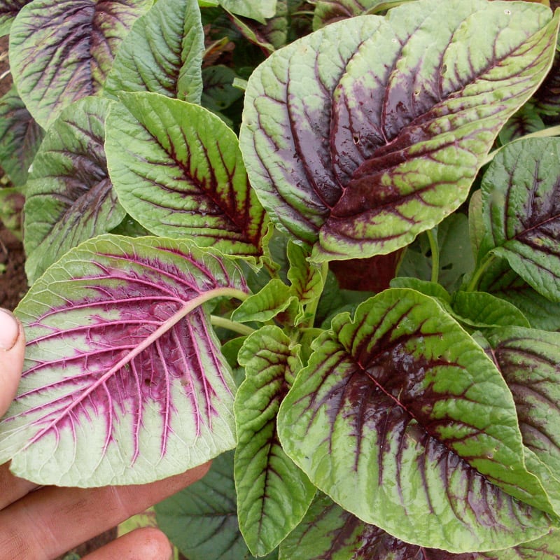 How to cook amaranth leaves salad chinese style